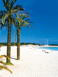 Spiaggia, Palme e Porto